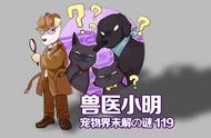 宠物安葬服务：为何它是必要的？