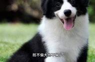 优秀边牧犬的五大特点解析