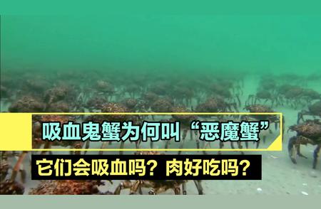 揭秘：我国查获大量吸血鬼蟹，真相究竟如何？