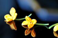 秋天的味道：桂花茶、桂花酒和桂花莲子羹