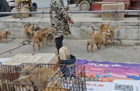 贵州赶场新动态：土鸡土狗市场热门，价格大揭秘！