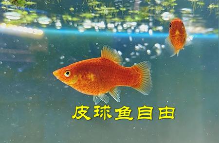 皮球鱼的自由生活：指日可待的养鱼日记