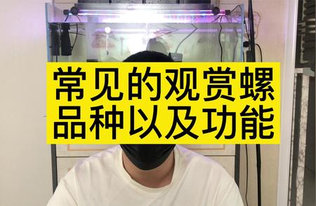 观赏螺的千姿百态：常见品种与特性解析