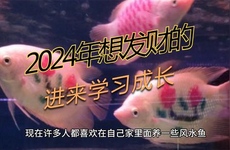 2024年风水鱼养殖指南：养几条鱼最招财？