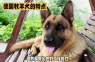 德国牧羊犬：黑背品种的详细介绍