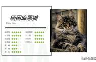 虎斑系列：缅因库恩猫的魅力