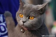 英国短毛猫的历史与现状，你掌握了吗？