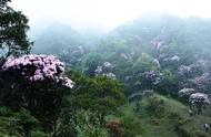 惊艳！粤西鸡笼顶花海美景再现