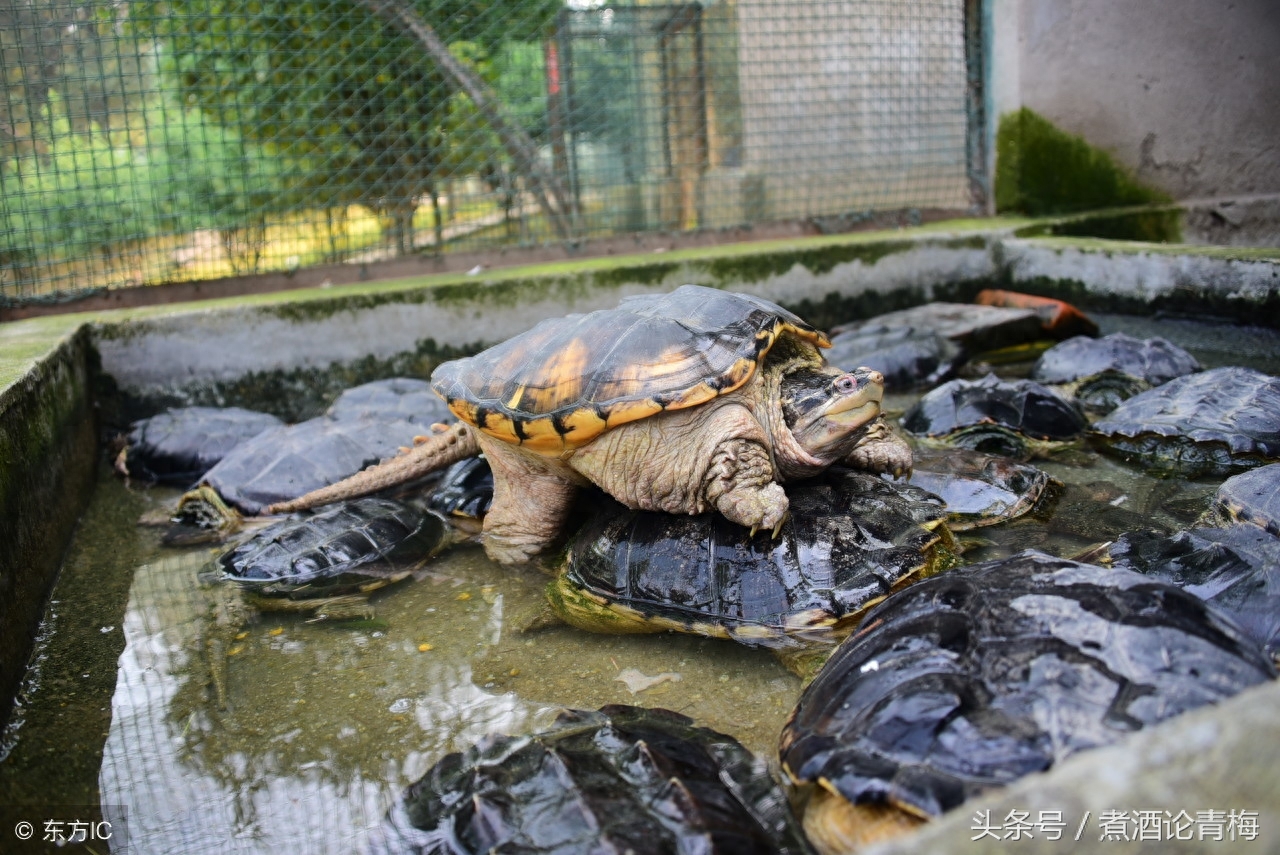 林业局动物救助站难题，救助的巴西龟、鳄龟等装不下，又不能放