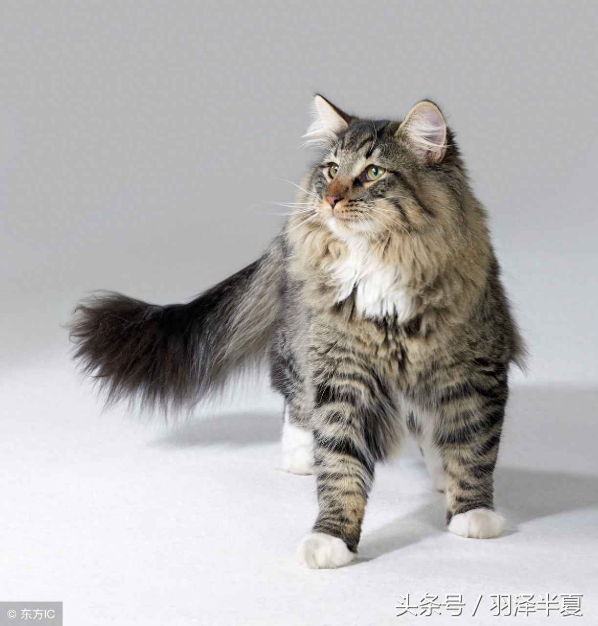 猫中大可爱，挪威森林猫