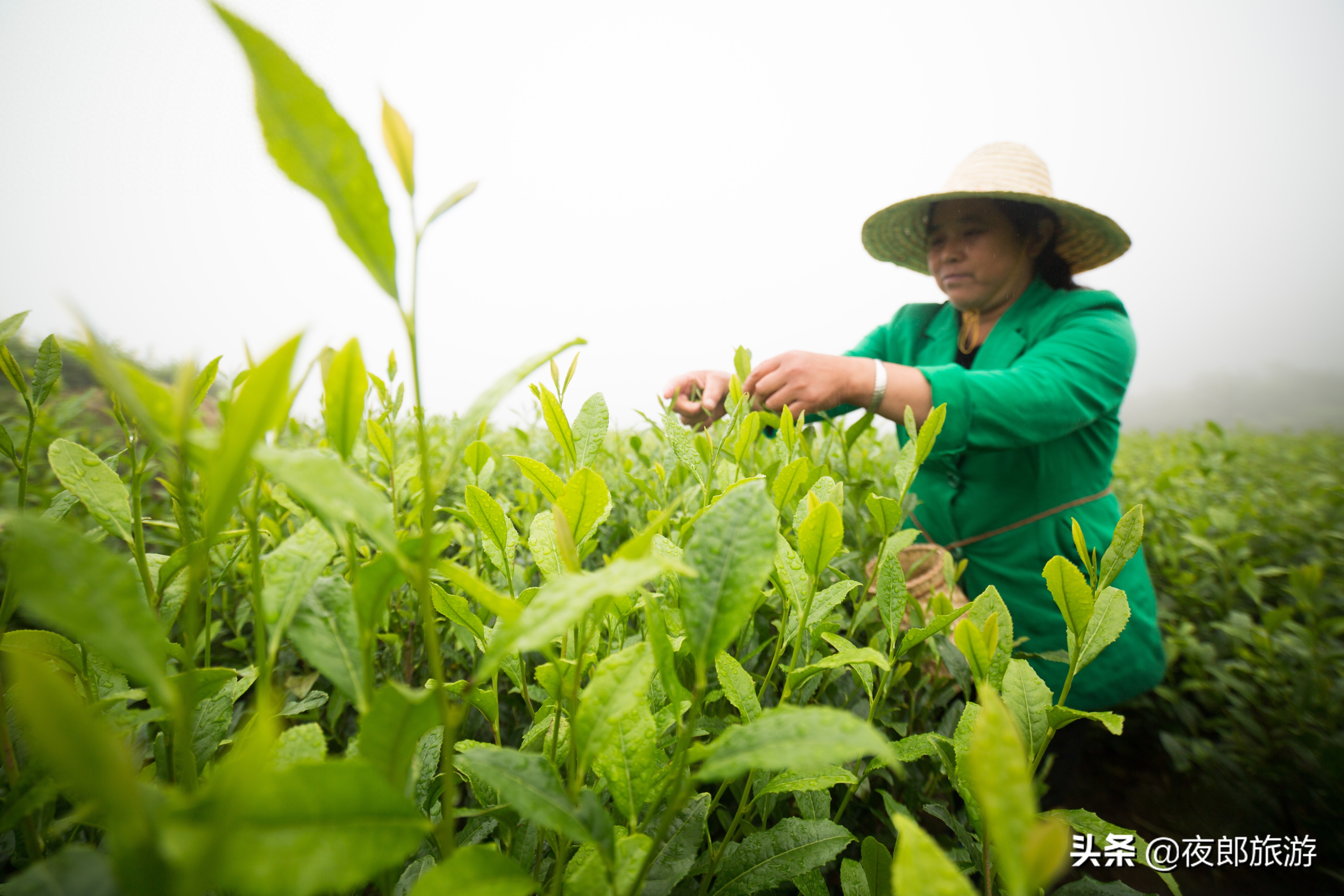 贵州大方：云山雾绕采夏茶