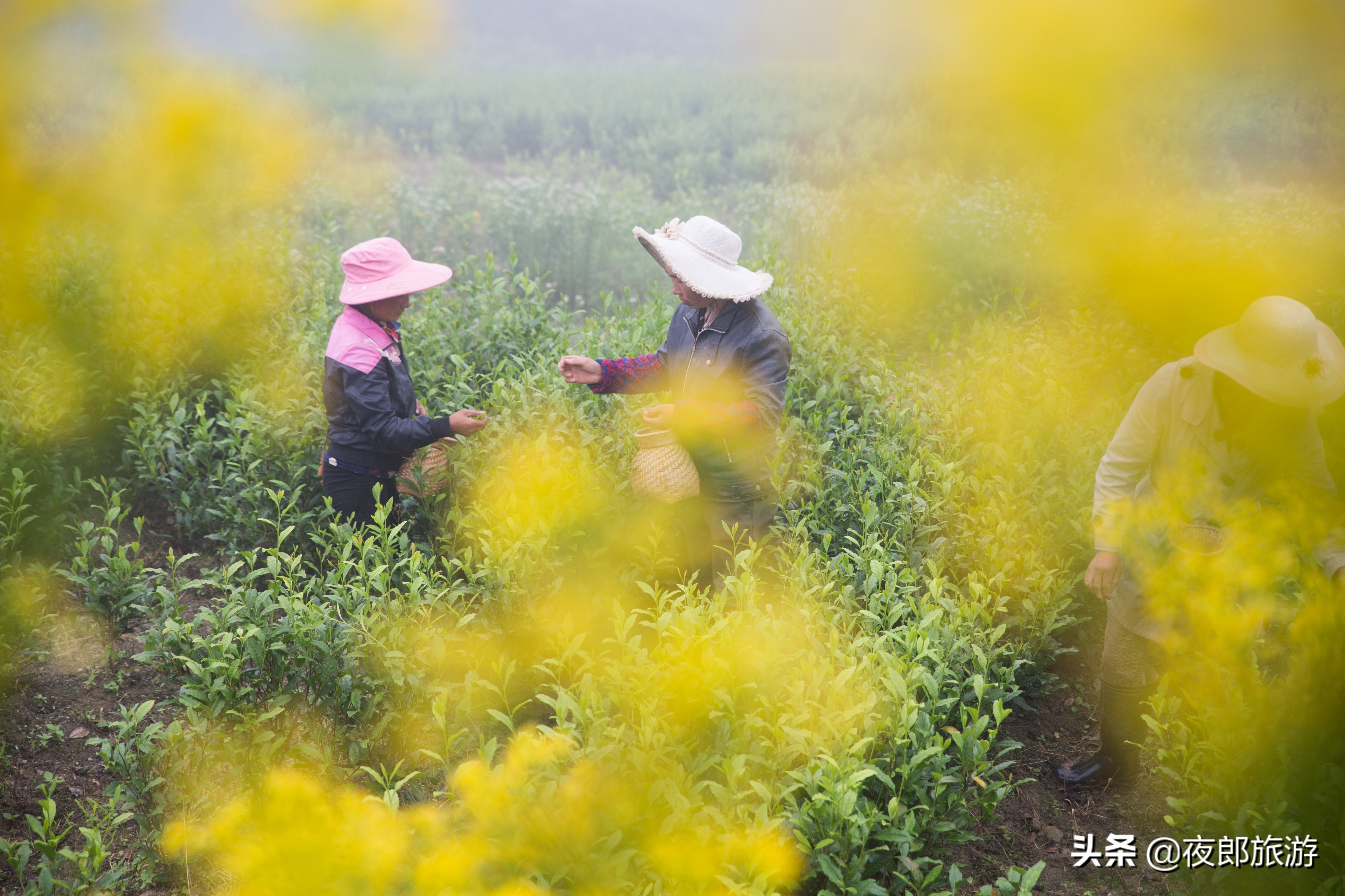 贵州大方：云山雾绕采夏茶