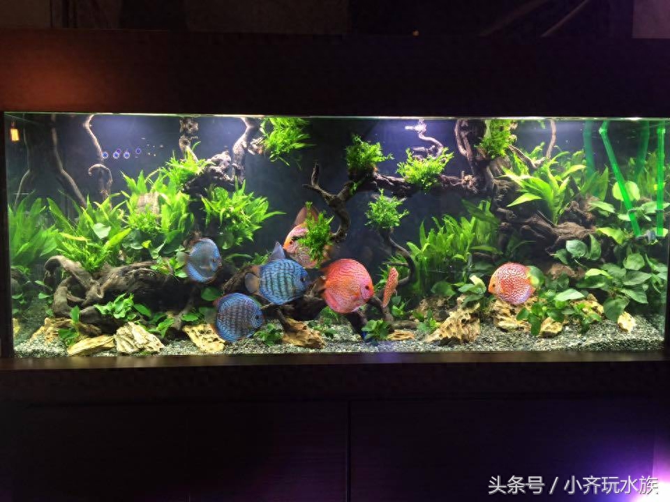 小齐玩水族的周三放送-美丽的七彩神仙鱼