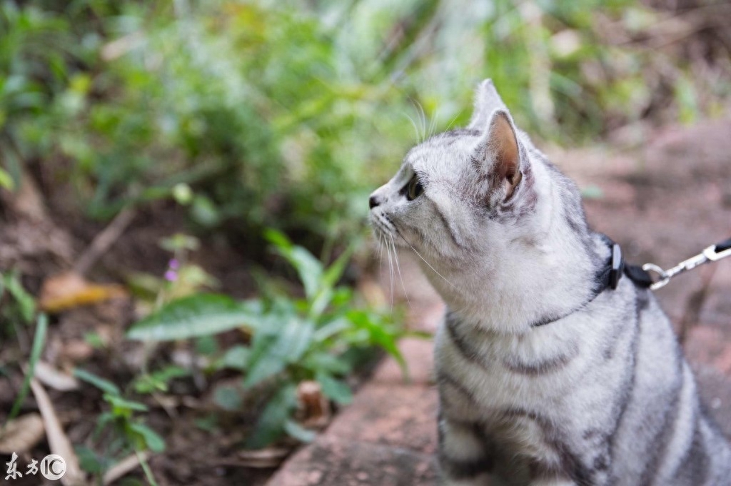 一只被拴住的虎斑猫，眼神是那么的忧郁