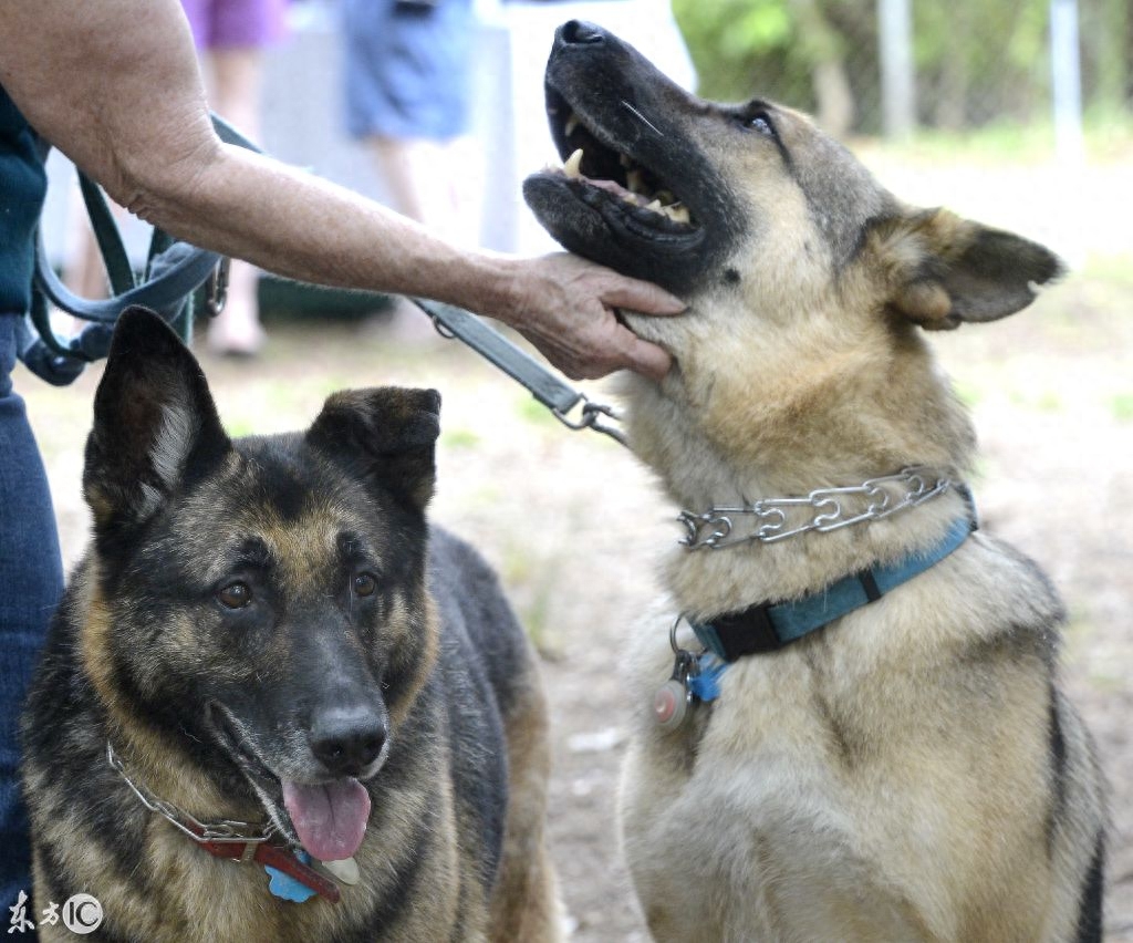 巴哥、巴吉度猎犬、比格犬、拉布拉多犬，你喜欢哪个？