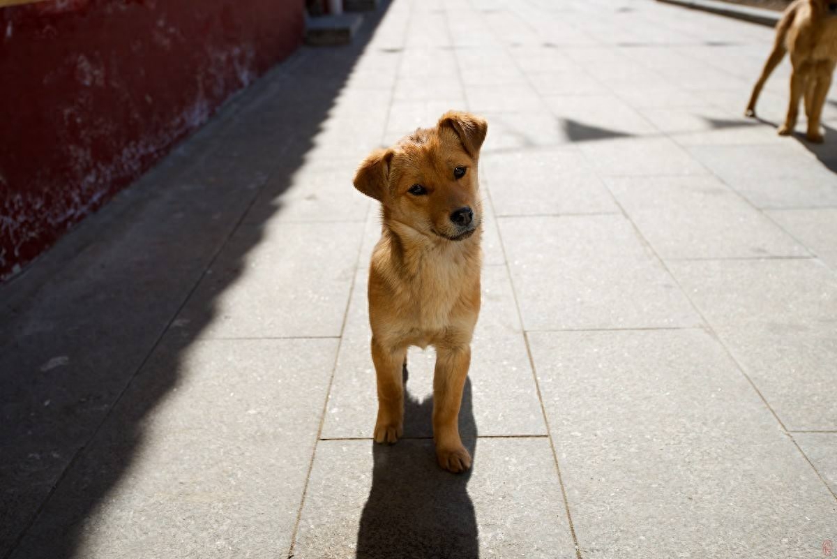 动物图集：中华田园犬