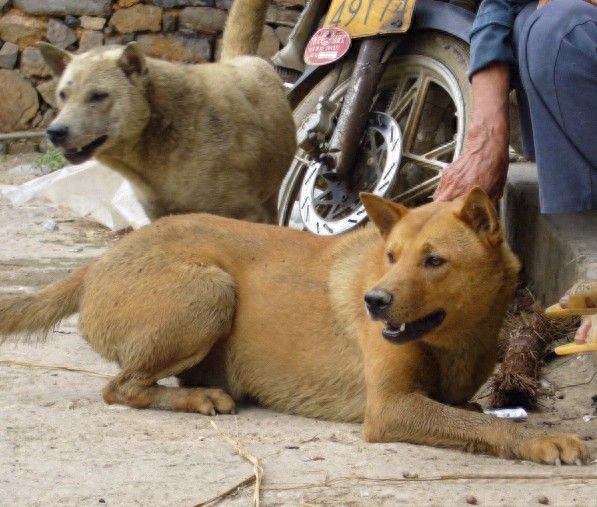 中华田园犬也有这么多分类完全不输名贵犬