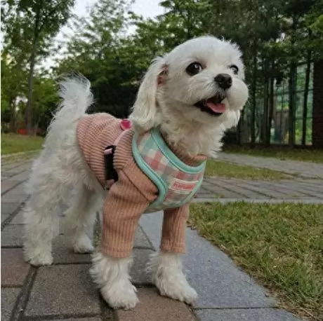 带你感受下马尔济斯犬！