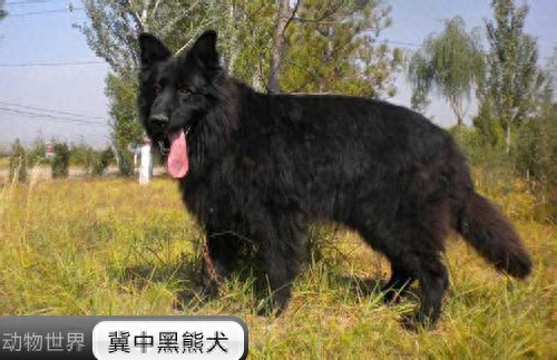 中国亟待拯救的本土犬种